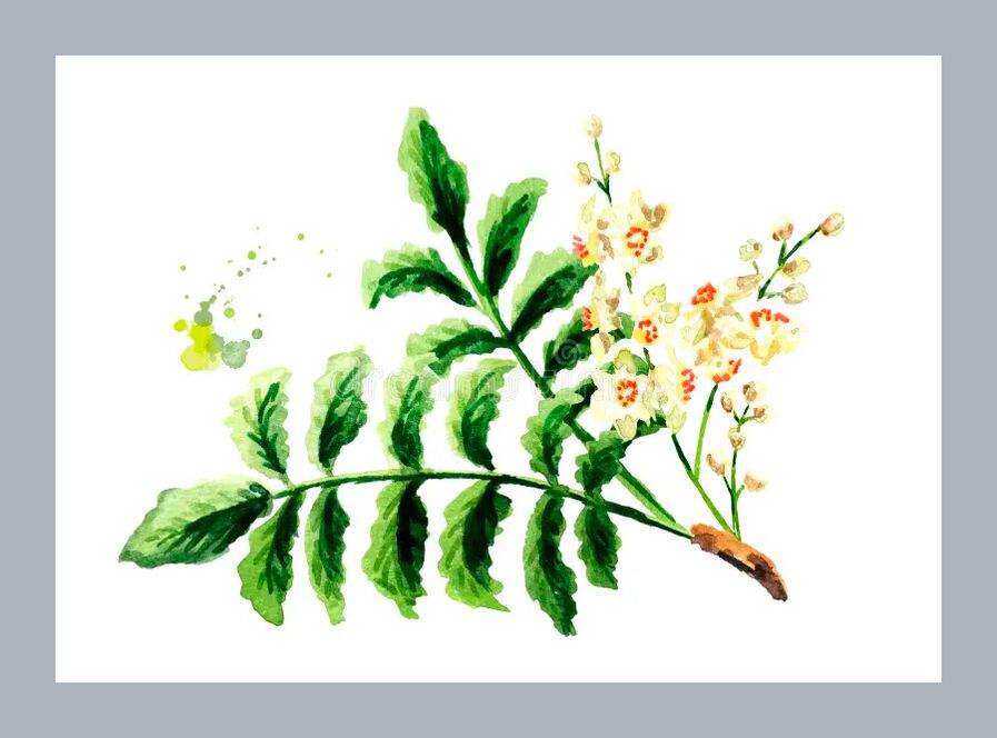 La Boswellia se ne va